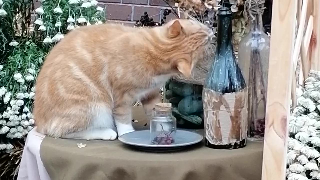 A very hungry cat.