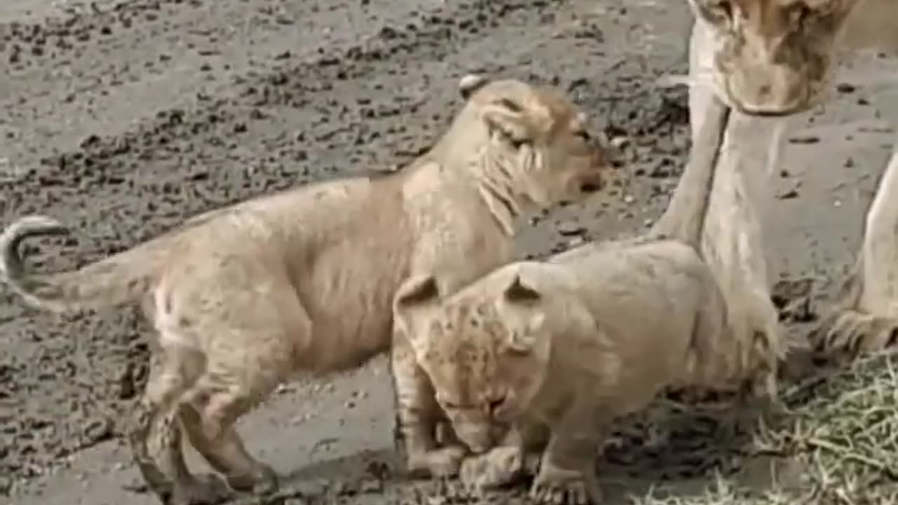 Poor baby!!! #shorts#baby#lion