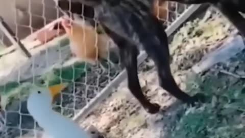 Hilarious Dogs & Cats