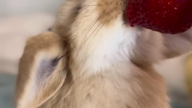 Strawberries are her favorite. Her little strawberry mustache at the end