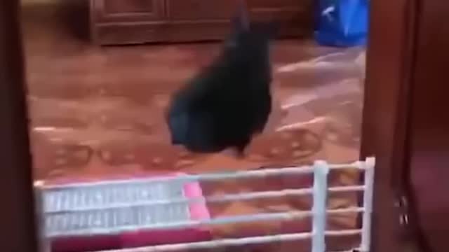 Funniest cat and dog chapter 6