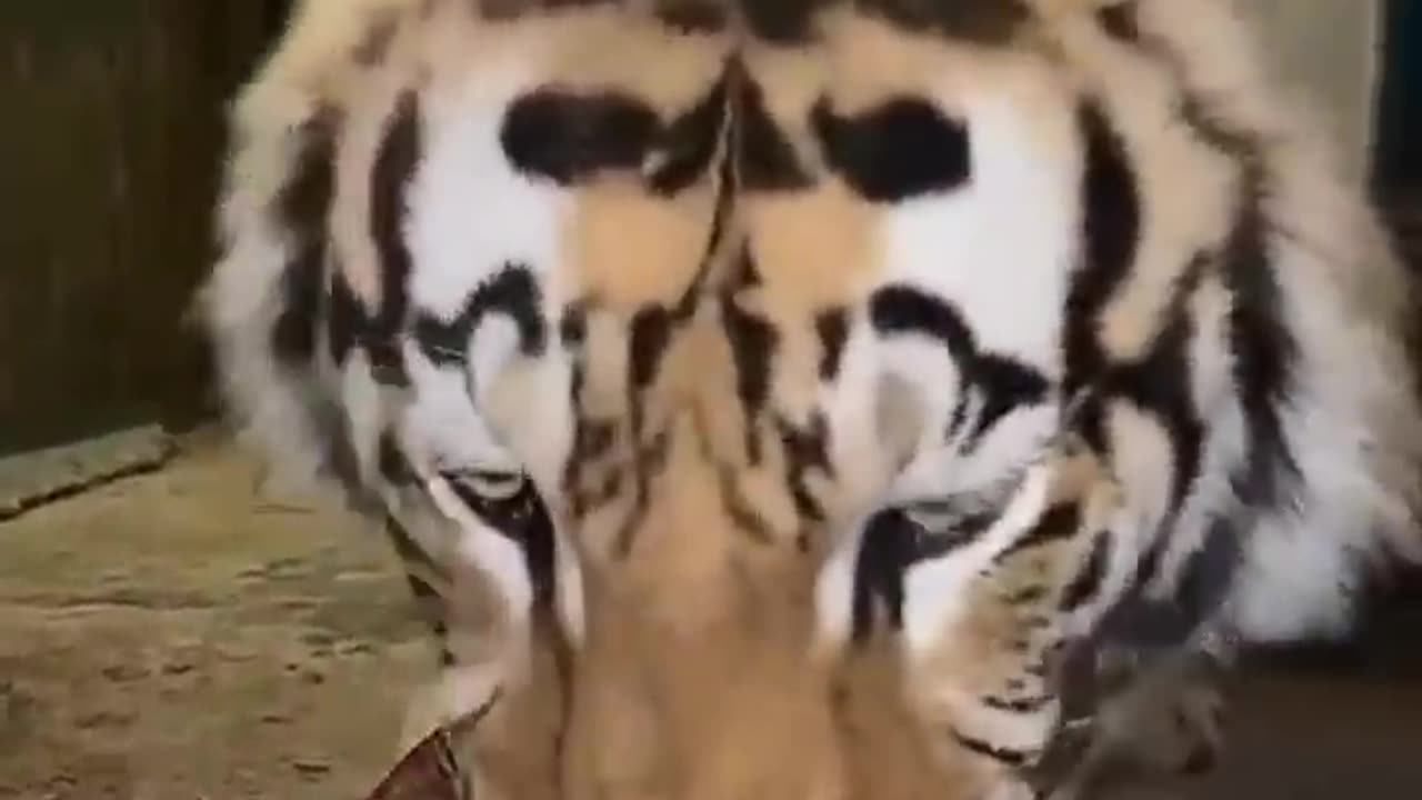 The power of a Bengal tiger's roar during dinner
