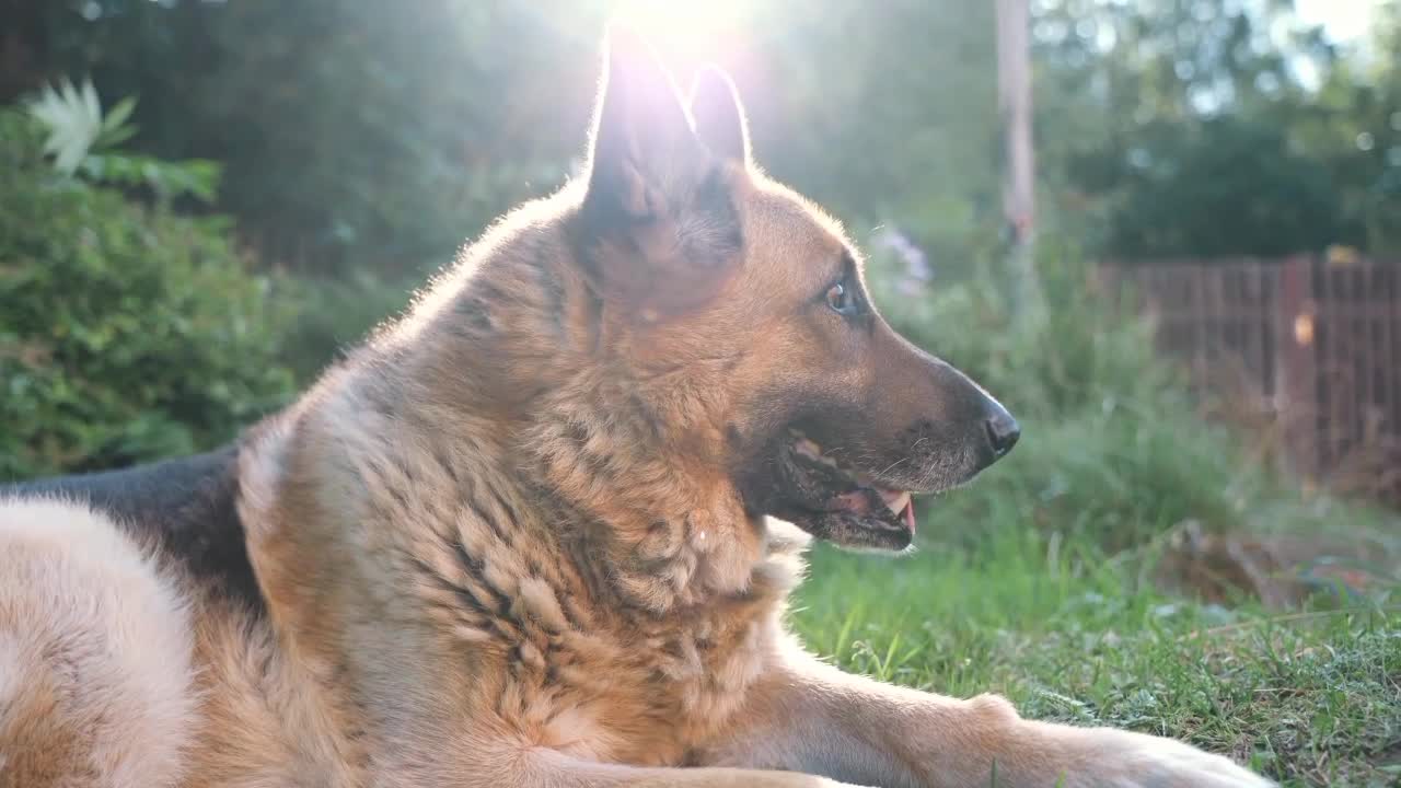 A German Shepherd