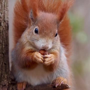Cute squirrel 🐿️ eating 🍒🍒