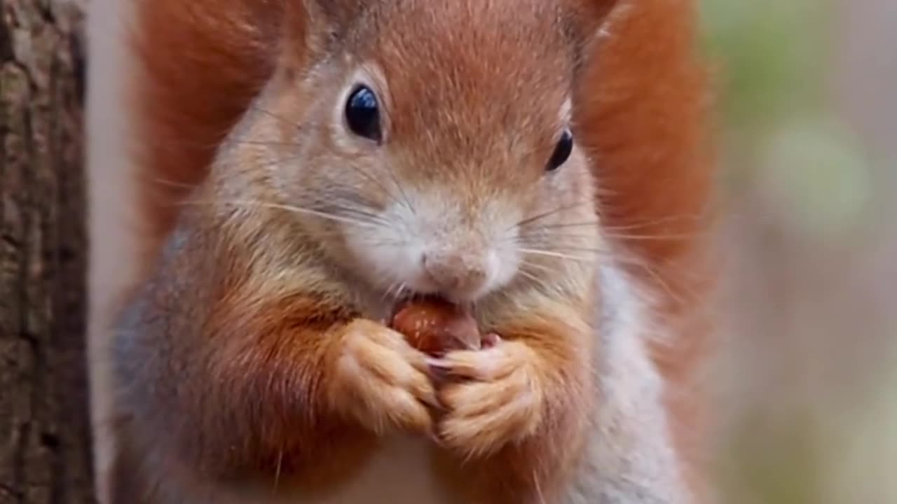 Cute squirrel 🐿️ eating 🍒🍒
