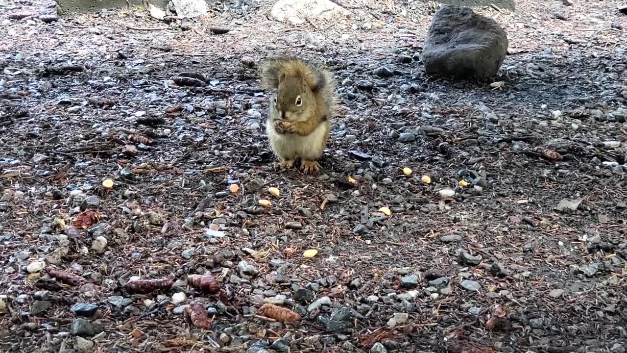 The American red squirrel (Tamiasciurus hudsonicus)