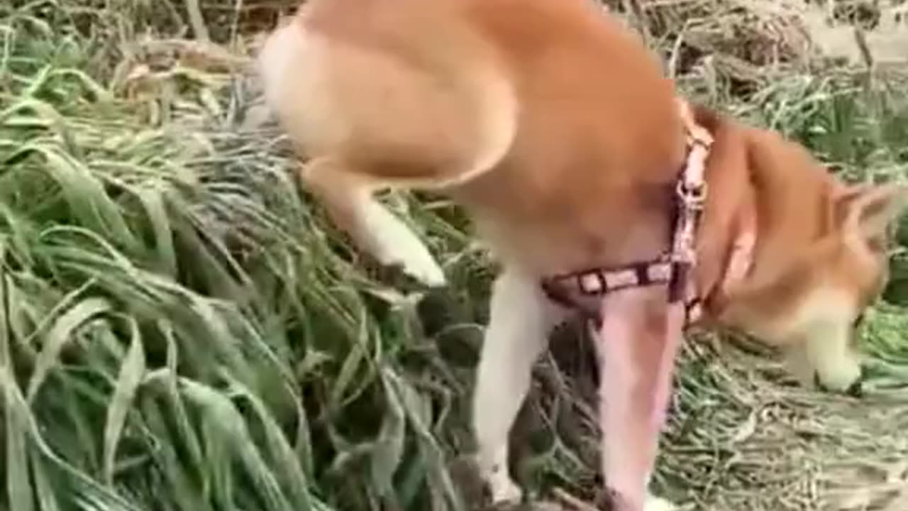 Funny animal videos