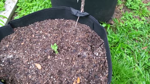 GardenUpdate-2023-May-07