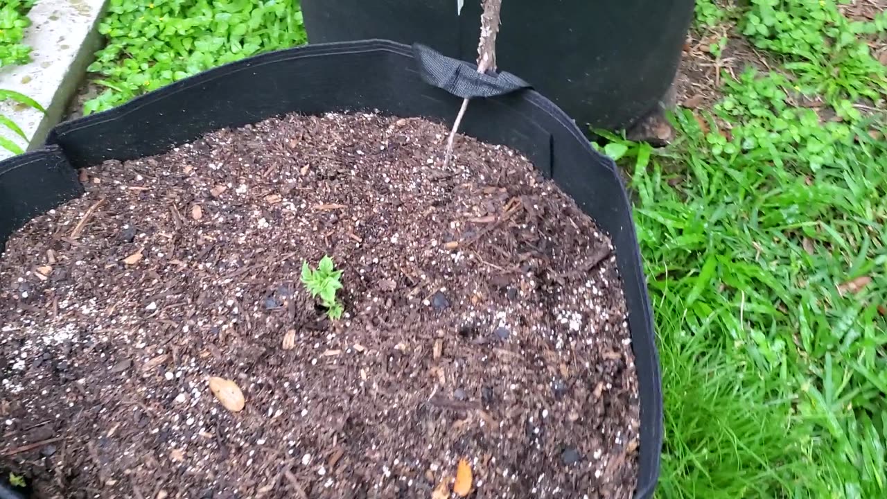 GardenUpdate-2023-May-07