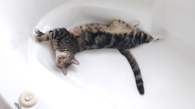 Why my Tub is Always Full of Hair When I want to Take a Bath