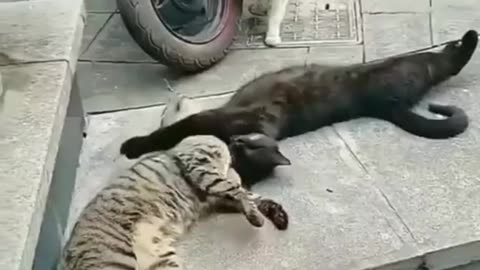 Funny animals 2023😆 - Funniest Cats and Dogs Video🐕🐈