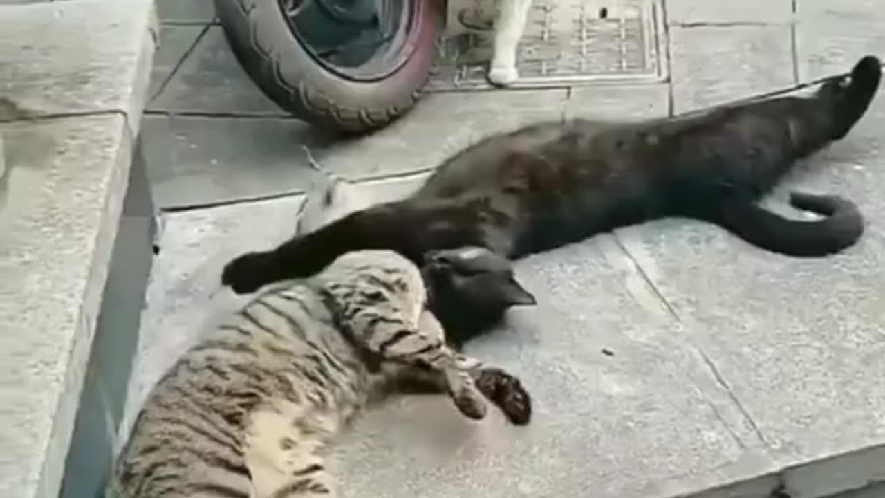 Funny animals 2023😆 - Funniest Cats and Dogs Video🐕🐈