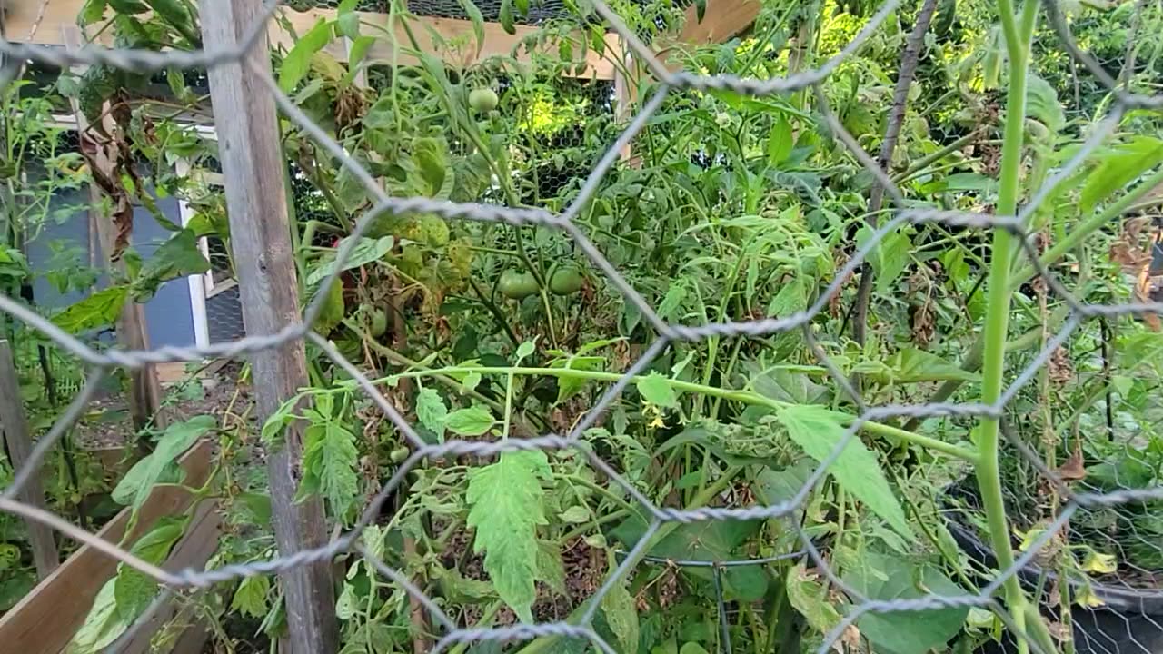 Morning stroll through the backyard Homestead