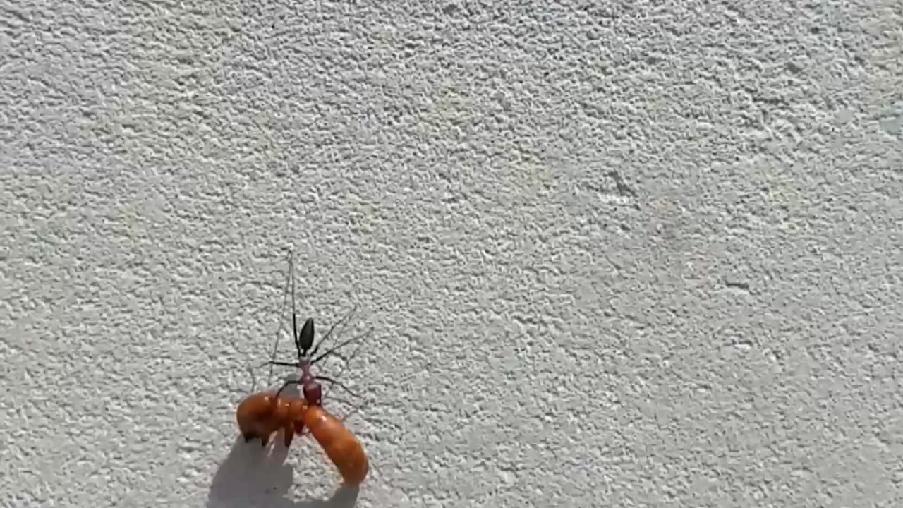 in this Ant video lasson for us