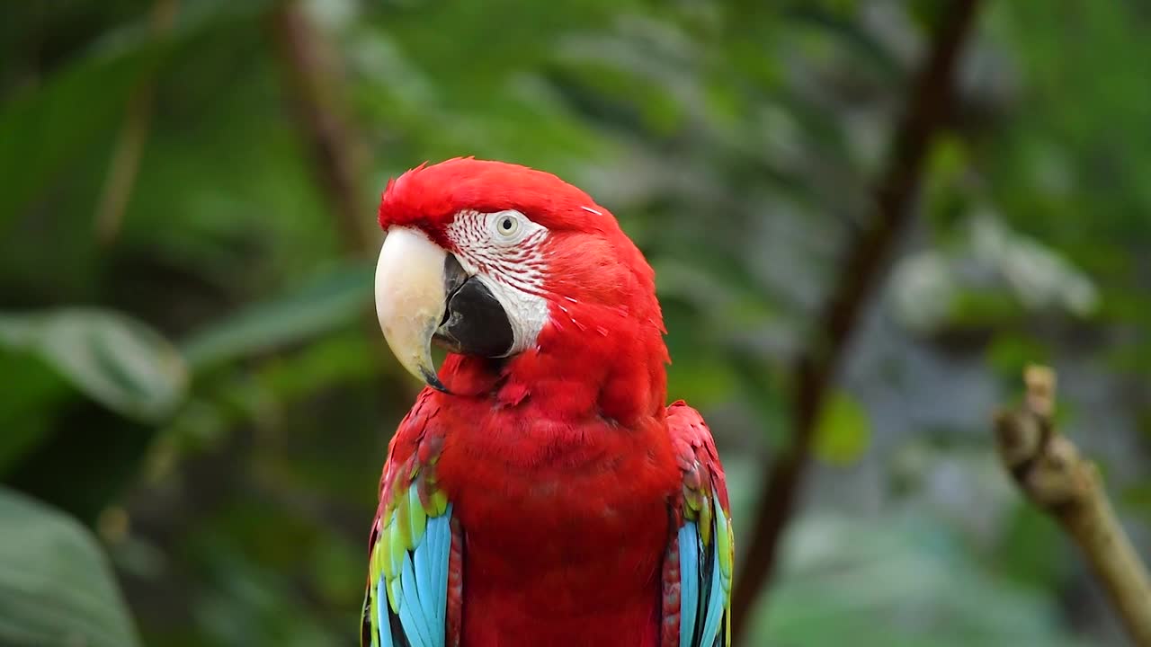 macaw looking for nothing cute