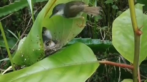 Little Sparrow feeding our babies