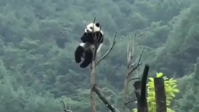Panda 🐼 🤣😍
