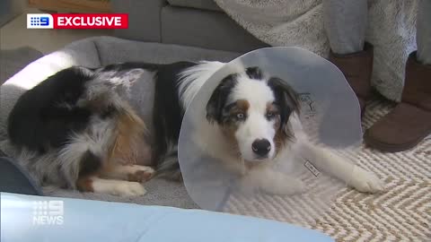 A Perth woman is pleading for pet owners to secure their dogs after a distressing attack in our