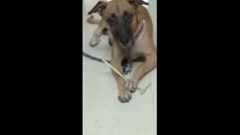 Dog Playing with Stick | Dog Enjoying stick