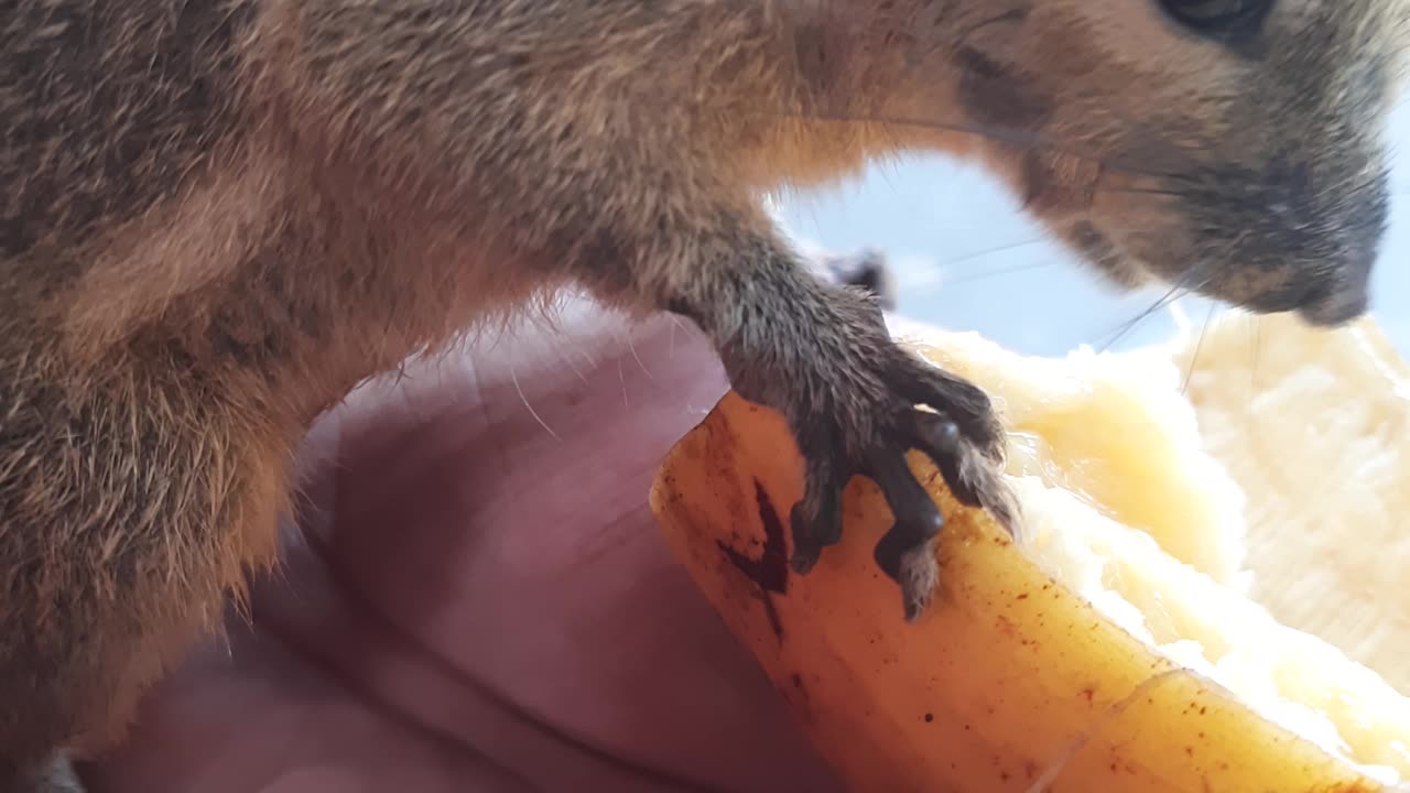 what is the name of this animal