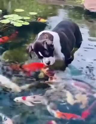 Cute dog kissing fishes