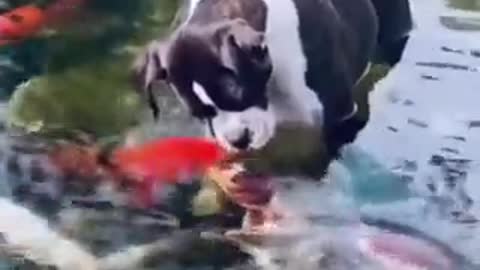 Cute dog kissing fishes