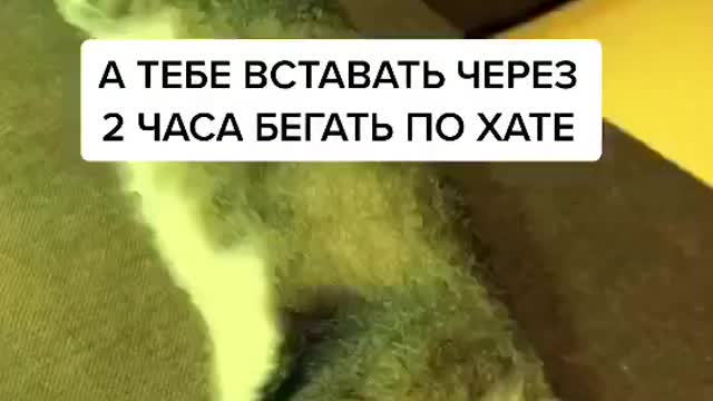 А кто по твоей квартире носится в 4 утра лжефразы