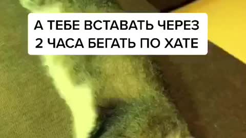 А кто по твоей квартире носится в 4 утра лжефразы