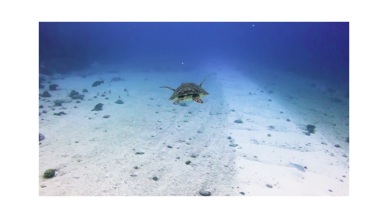 Underwater Tortoise...................