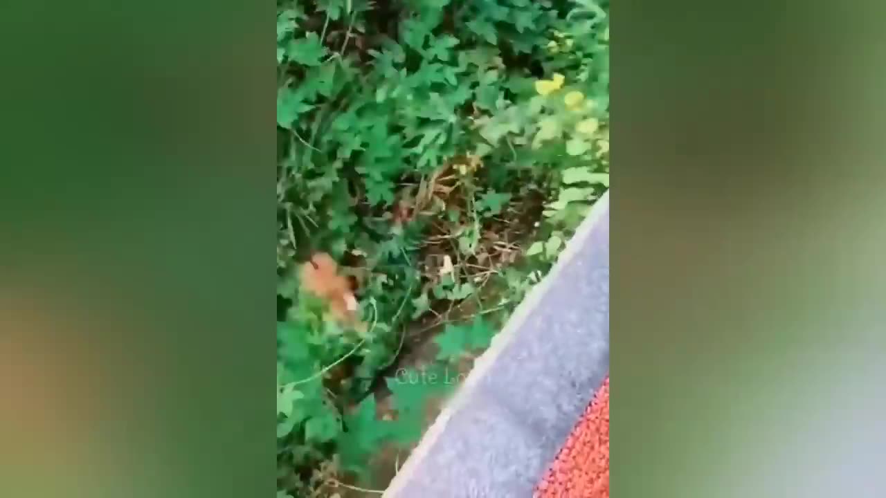 Best Funny Dogs And Cats Videos 😅 - Funniest Animals Videos 2023😇 #1