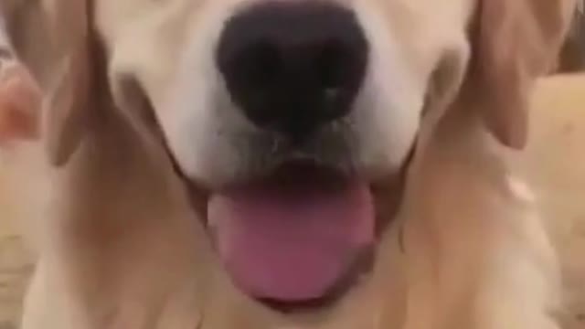70- Cute, cute and happy as they should be #funny
