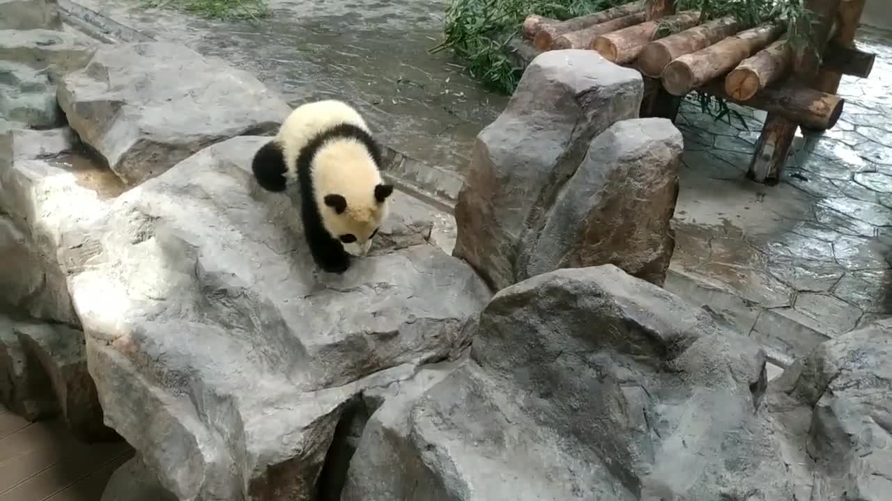 The giant panda