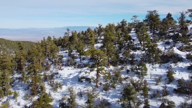 Mt Charleston Drone Footage 4K | DJI Mini 2 | Las Vegas Nature Photography