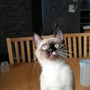 a spoiled kitten, asking for food