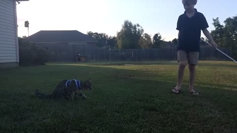 Deja the F2B Savannah showing off her jumping skills