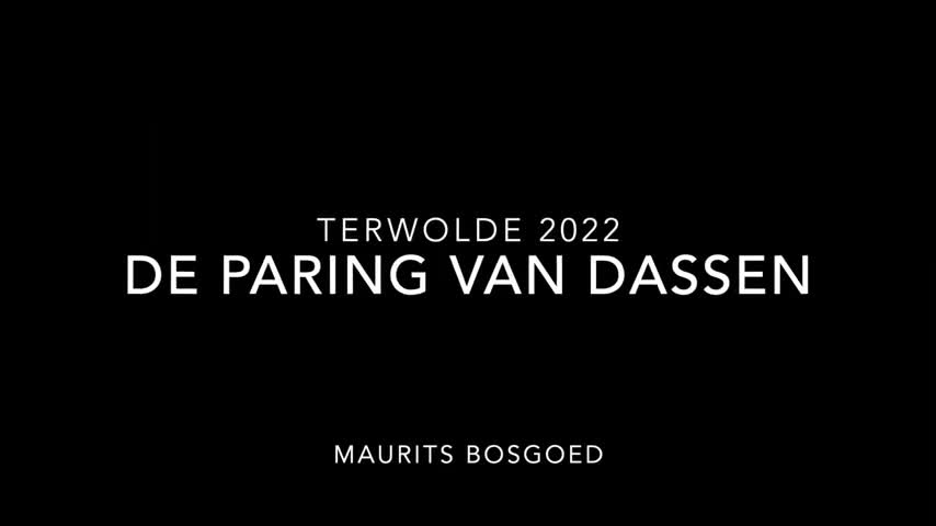 parende dassen (mating badgers)