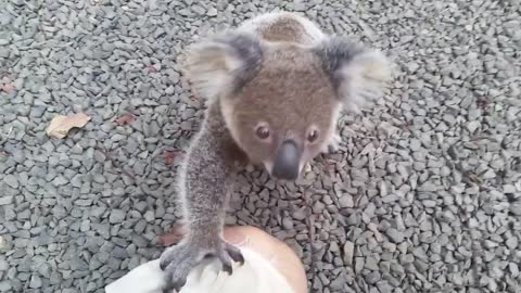 Koala baby rescue