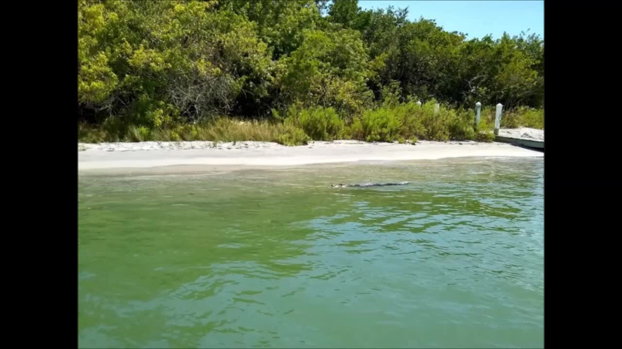 Gator or Crocodile swimming near Stump Pass, Englewood Fl.