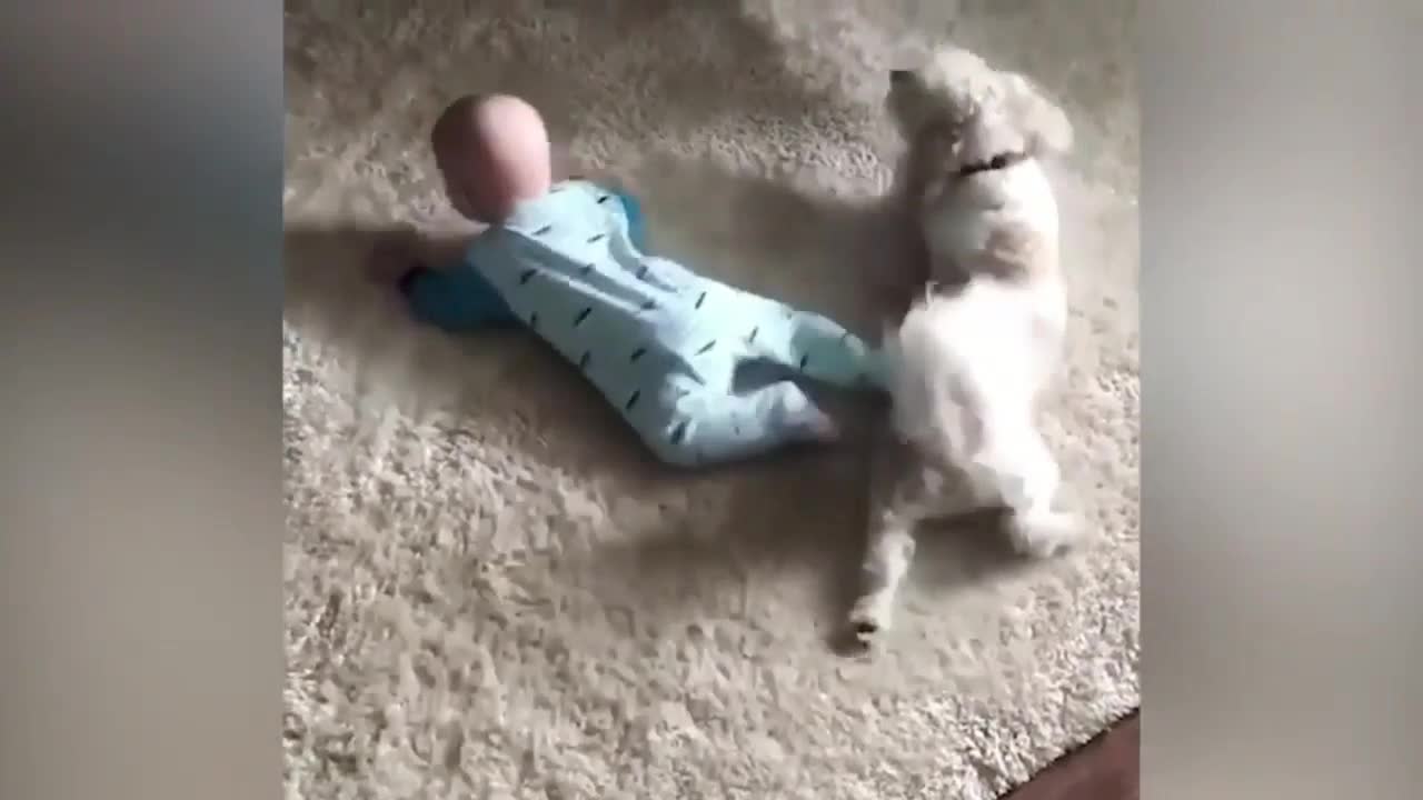 Dog Crawls Around Baby