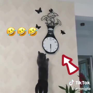 The cat who wants to cross