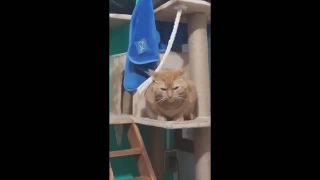 My cat's daily life and its movement moment