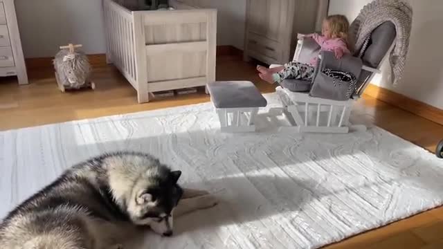 Husky Chases Adorable Little Girl! He Won't Leave Her Side! (So Cute!!)