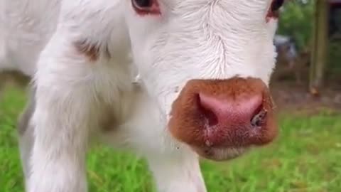 que fofinhos é lindos🥰😁