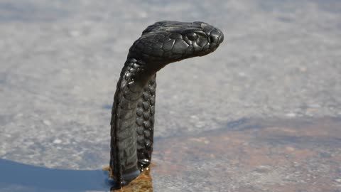 Dangerously Venomous Black Spitting Cobra Floating in a Pool