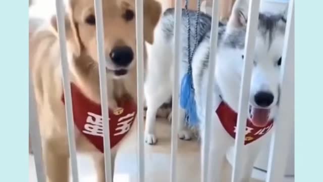 super funny dog video