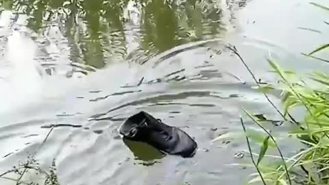 This is a beautiful and charming water-dwelling species