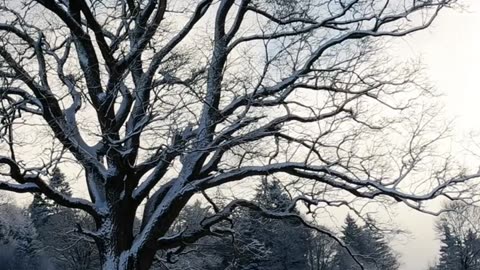 A Leafless Tree in a Winter Landscape