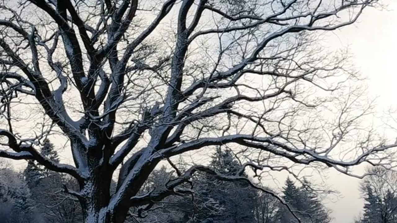 A Leafless Tree in a Winter Landscape