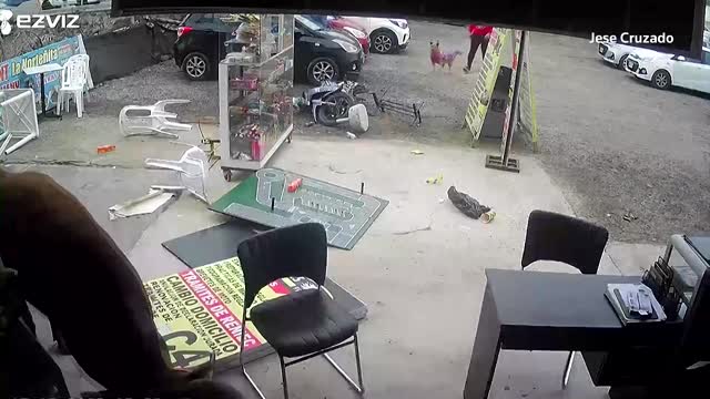 Runaway bull runs amok in Peru shop, injuring one