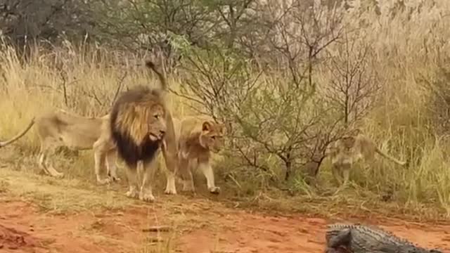 LIONS ATTACK CROCODILE WALKING ON LAND